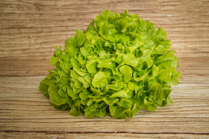 Salade feuille de chêne  BIO